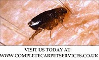 Complete Carpet Services 1052373 Image 5